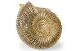 Jurassic Ammonite (Stephanoceras) Fossil - France #265205-1